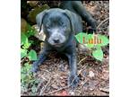 Adopt Lulu a Black Labrador Retriever dog in Atlanta, GA (39169103)