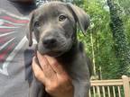 Adopt Acuna a Black Labrador Retriever dog in Atlanta, GA (39169072)