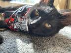 Adopt Venom a All Black Domestic Shorthair / Mixed (short coat) cat in St.