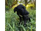 Adopt Ariella a Black Labrador Retriever / Mixed dog in Austin, TX (39067175)