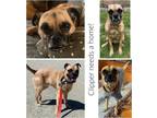 Adopt Clipper a Tan/Yellow/Fawn - with Black Pug / Puggle / Mixed dog in