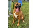 Adopt Ellie (Bonded w/Shadow) a Red/Golden/Orange/Chestnut Mixed Breed (Large) /