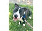 Adopt James a Black American Pit Bull Terrier / Mixed dog in Voorhees