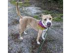 Adopt Bailey a Tan/Yellow/Fawn American Pit Bull Terrier / Mixed dog in Okatie