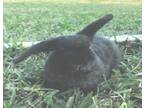 Adopt Benji a American / Mixed (short coat) rabbit in Highland Village