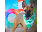 Adopt Louise JuM a Brown/Chocolate German Shepherd Dog / Mixed dog in Baltimore