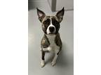 Adopt Betty Grrrable a Pit Bull Terrier