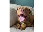 Adopt Leo a Red/Golden/Orange/Chestnut Pit Bull Terrier / Dogue de Bordeaux /
