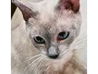 Adopt Brooklyn a Tan or Fawn (Mostly) Siamese (short coat) cat in Smithfield