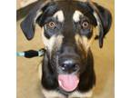 Adopt Boris JuM* a Black German Shepherd Dog / Siberian Husky / Mixed dog in