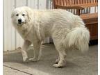 Adopt Orsa a Great Pyrenees