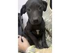 Adopt Layla a Black American Pit Bull Terrier / Mixed dog in Gulfport