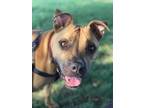 Adopt Hazel in Gloucester VA a Tan/Yellow/Fawn - with White Pit Bull Terrier /