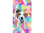 Adopt Forest a Tricolor (Tan/Brown & Black & White) Hound (Unknown Type) / Mixed