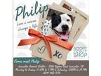 Adopt Philip in Lancaster VA a Black - with White Pit Bull Terrier / Boxer /