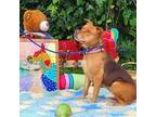 Adopt Sable in Gloucester VA a Red/Golden/Orange/Chestnut Pit Bull Terrier /