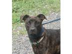 Adopt Perla in Gloucester VA a Brindle Mixed Breed (Medium) / Mixed dog in