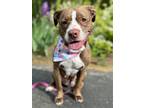 Adopt Molly a Brown/Chocolate - with White Pit Bull Terrier / Mixed dog in