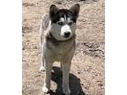 Adopt Michael a Black - with White Siberian Husky / Mixed dog in Traverse City