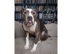Adopt PJ a Gray/Blue/Silver/Salt & Pepper Mixed Breed (Large) / Mixed dog in