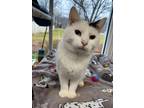 Adopt Hennessey a White Siamese / Domestic Shorthair / Mixed cat in Madison