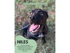 Adopt Niles a Black Labrador Retriever / Mixed dog in Reidsville, NC (38966345)