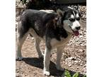 Adopt Oreo a Black - with White Siberian Husky / Mixed dog in Traverse City