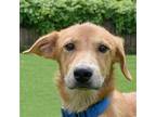Adopt Stream a Brown/Chocolate - with White Collie / Australian Cattle Dog /