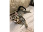 Adopt CHEWIE a Gray, Blue or Silver Tabby American Shorthair / Mixed (short