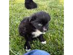 Miniature Australian Shepherd Puppy for sale in Amboy, IL, USA
