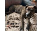 Adopt Fall Five Litter: Cypress a Boxer dog in Council Bluffs, IA (39065750)