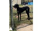 Adopt Roscoe a Black Great Dane / Mixed dog in Bolivar, MO (39035530)