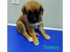 Adopt Sneezy a German Shepherd Dog dog in Bolivar, MO (38931326)