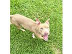 Adopt Hazey a Pit Bull Terrier, Mixed Breed
