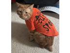 Adopt Dan a Orange or Red Domestic Shorthair / Domestic Shorthair / Mixed cat in