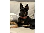 Adopt Nami a Black German Shepherd Dog dog in Palo Alto, CA (38963945)