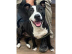 Adopt Blitz a Black American Pit Bull Terrier / Mixed dog in Okatie