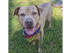 Adopt Skip/Sketch a Brown/Chocolate American Pit Bull Terrier / Mixed dog in