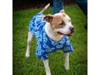 Adopt Marshmellow a White American Pit Bull Terrier / Mixed dog in Okatie