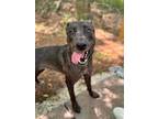 Adopt SKY a Labrador Retriever, Mixed Breed