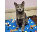 Adopt Laszlo a Gray or Blue Domestic Shorthair / Domestic Shorthair / Mixed cat