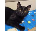 Adopt Nadja a All Black Domestic Shorthair / Domestic Shorthair / Mixed cat in