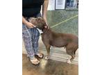 Adopt BEATRICE a Pit Bull Terrier