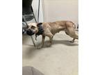 Adopt PRISSY a Black Mouth Cur, Mixed Breed