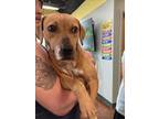 Adopt DELLA a Black Mouth Cur, Mixed Breed