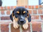 Adopt PUPPY HOLSTEIN a Tricolor (Tan/Brown & Black & White) Beagle / Mixed dog