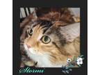Adopt Stormi a Calico or Dilute Calico Domestic Longhair / Mixed (long coat) cat