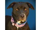 Adopt Leah a Labrador Retriever, Pit Bull Terrier