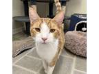 Adopt Lime a Orange or Red Domestic Shorthair / Mixed cat in Pontiac