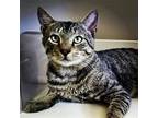 Adopt TrueMoo a Brown Tabby Domestic Shorthair / Mixed (short coat) cat in